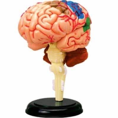 脑力专注力测试题(能力挑战：考验你的逻辑思维和推理能力！)